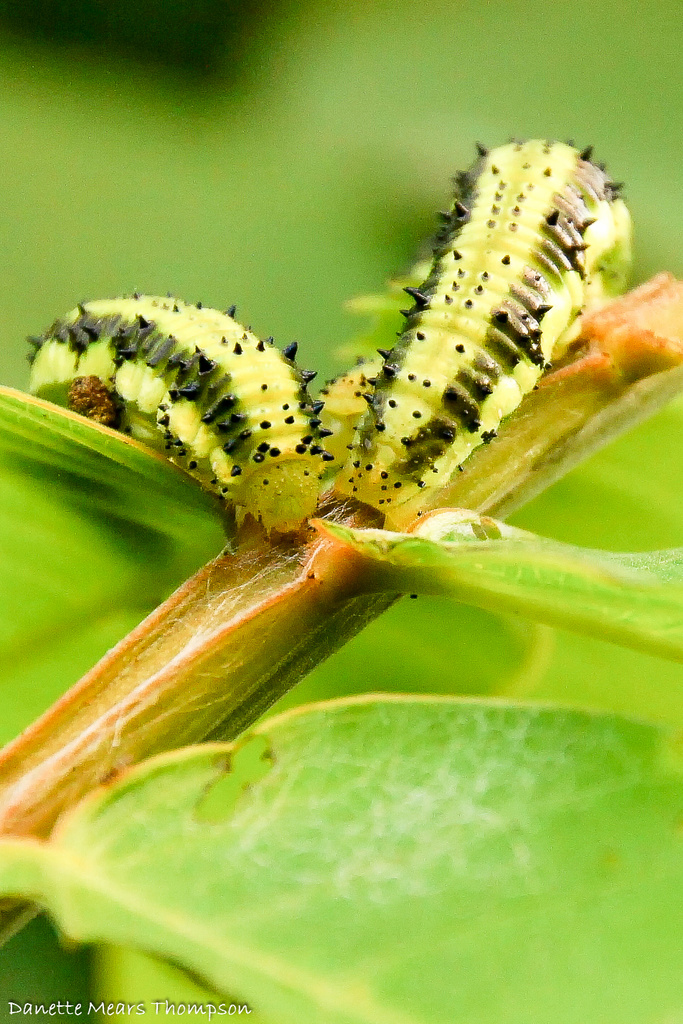 Two Hungry Caterpillars by danette