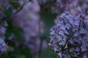 30th Apr 2013 - Lilacs