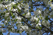 30th Apr 2013 - Blooming Branches