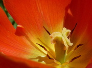 30th Apr 2013 - Heart of a Tulip