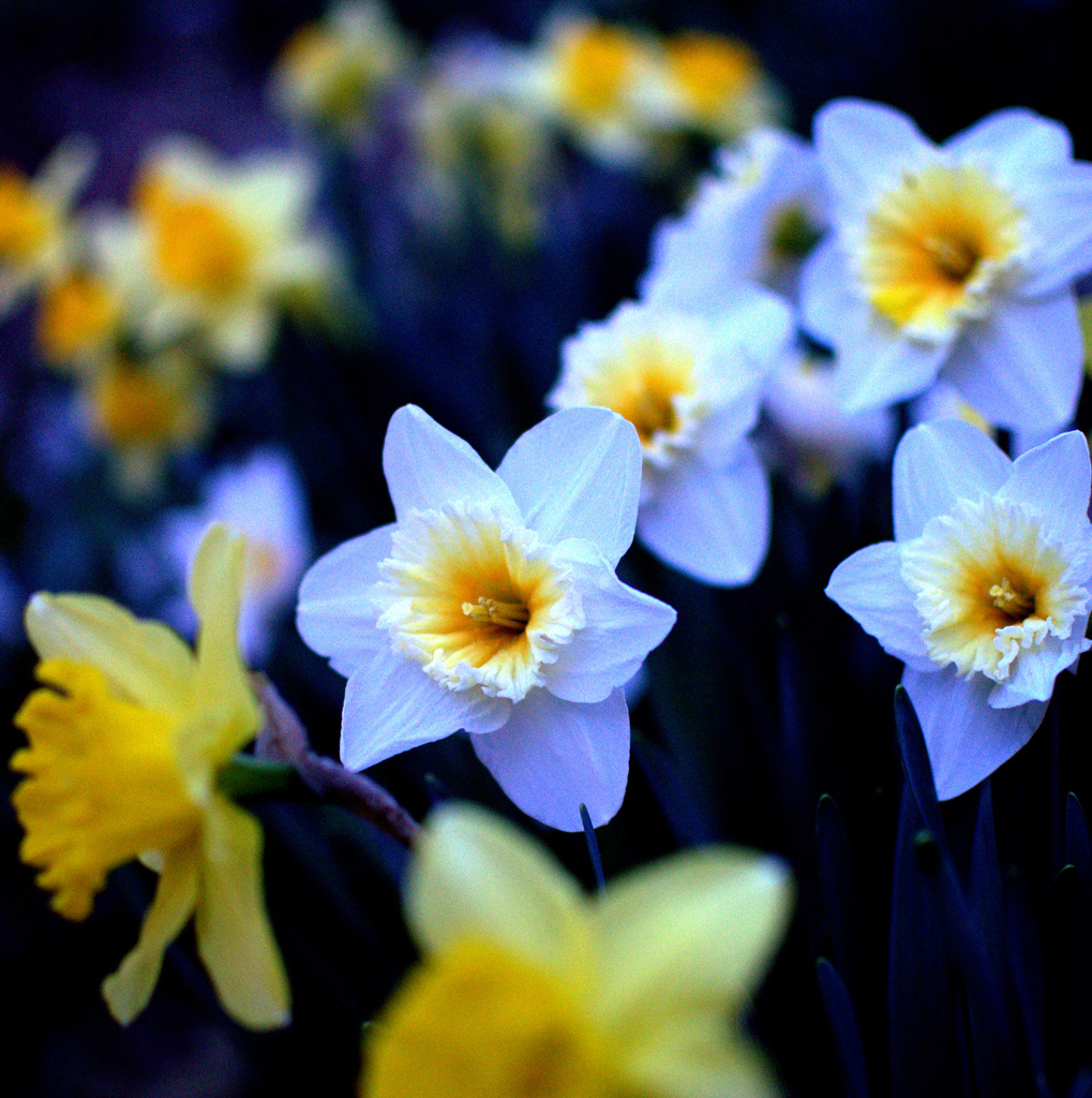 dusky daffodils by vankrey