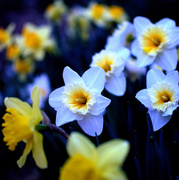 30th Apr 2013 - dusky daffodils