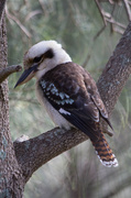 29th Apr 2013 - Kookaburra