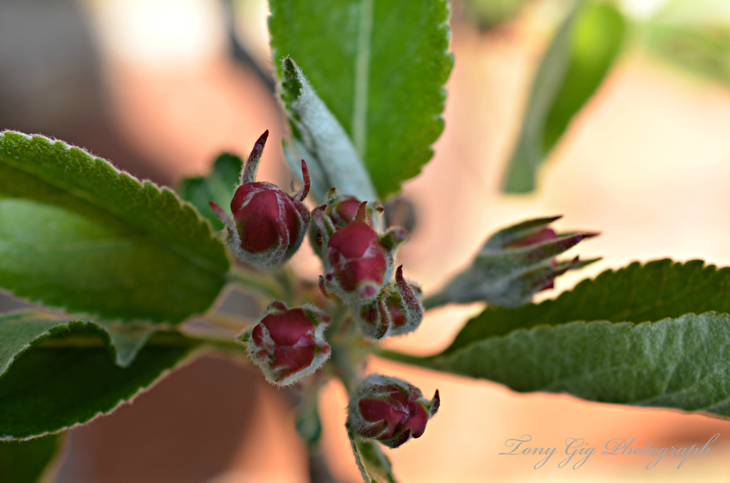 Apple Blossom Buds by tonygig