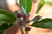 1st May 2013 - Apple Blossom Buds