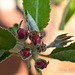 Apple Blossom Buds by tonygig