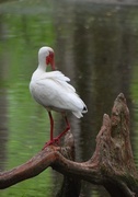 27th Apr 2013 - White ibis
