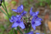 28th Apr 2013 - Ohio spiderwort