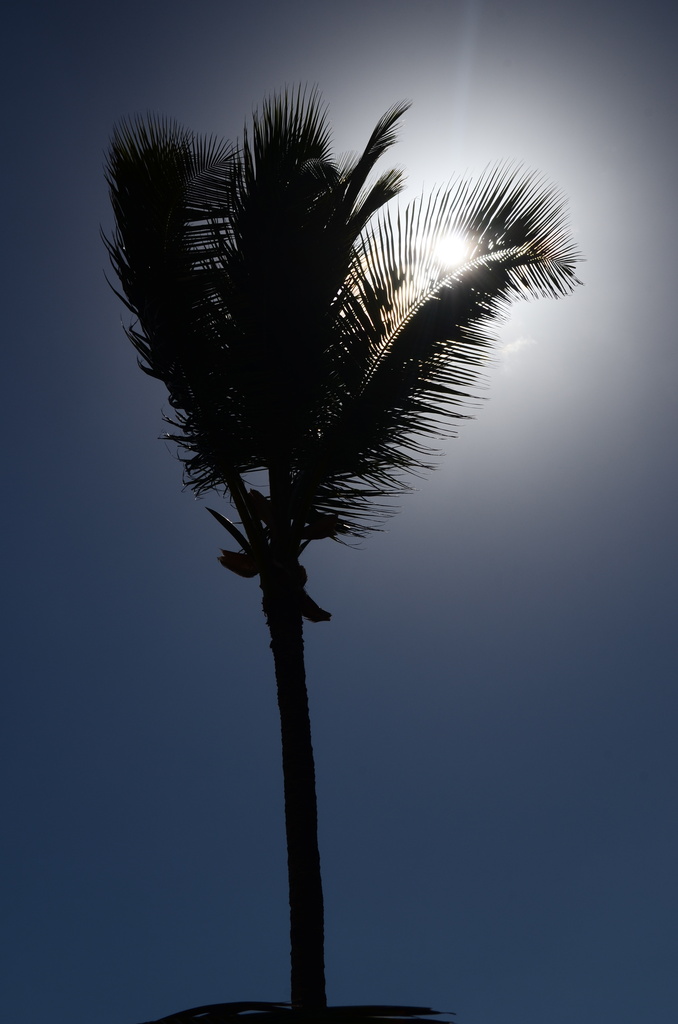 Dark palms by kdrinkie