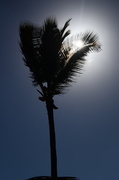 27th Apr 2013 - Dark palms