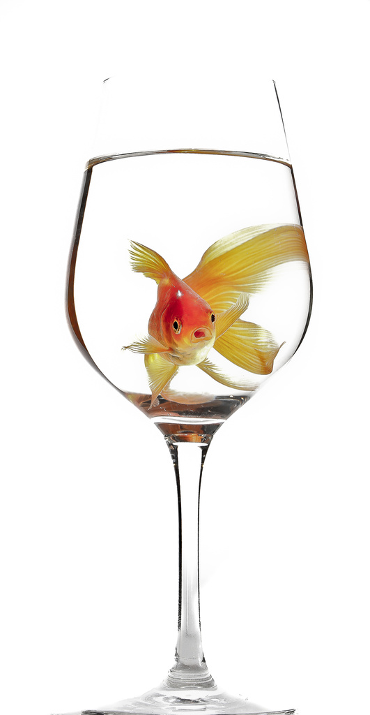 Drinks like a fish by abhijit