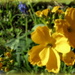 Wallflowers by busylady