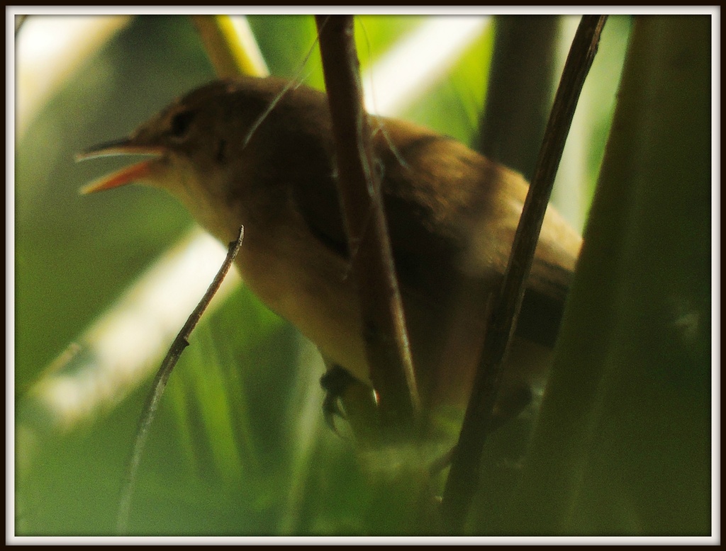 Willow or reed warbler by rosiekind