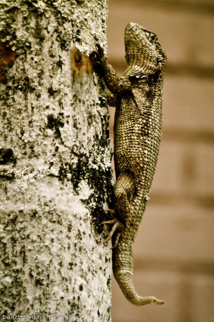 Lizard by danette
