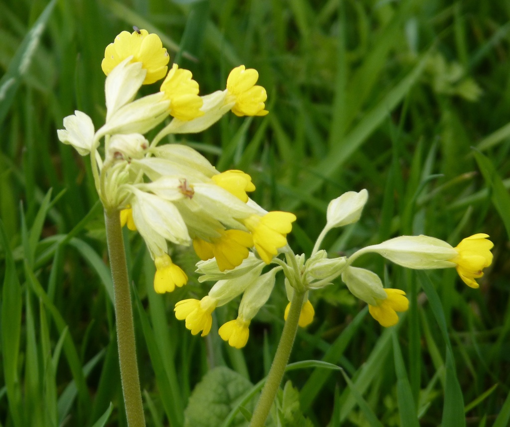 Cowslips by lellie