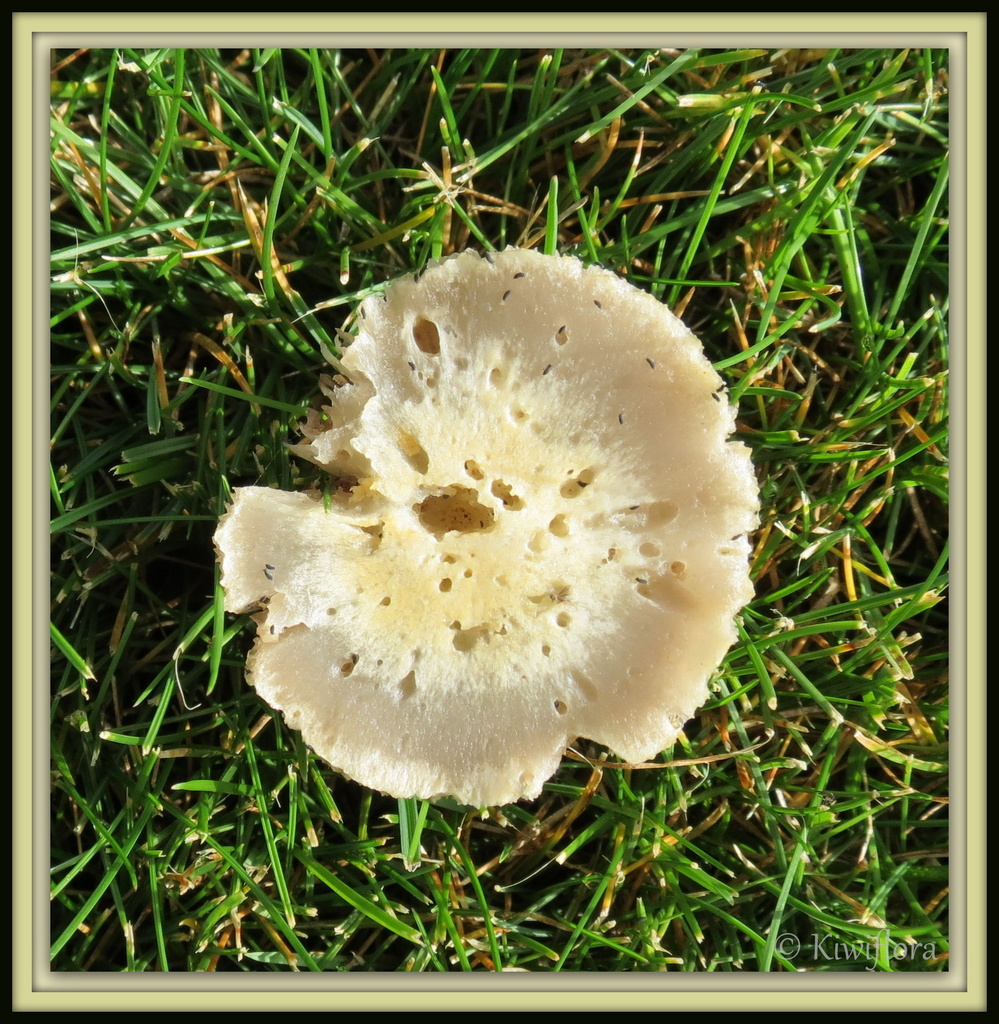 Mushroom or Toadstool by kiwiflora