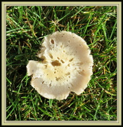 2nd May 2013 - Mushroom or Toadstool