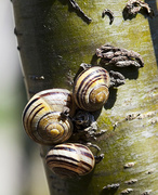 1st May 2013 - Snail Trio