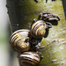 Snail Trio by gardencat