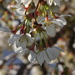 Blossoms & Bokeh by jayberg