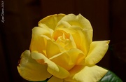 1st May 2013 - Yellow Rose of Texas