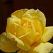 Yellow Rose of Texas by lynne5477