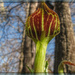 Jack in the Pulpit by olivetreeann