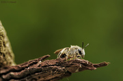 29th Apr 2013 - Little Bee
