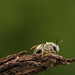 Little Bee by lstasel