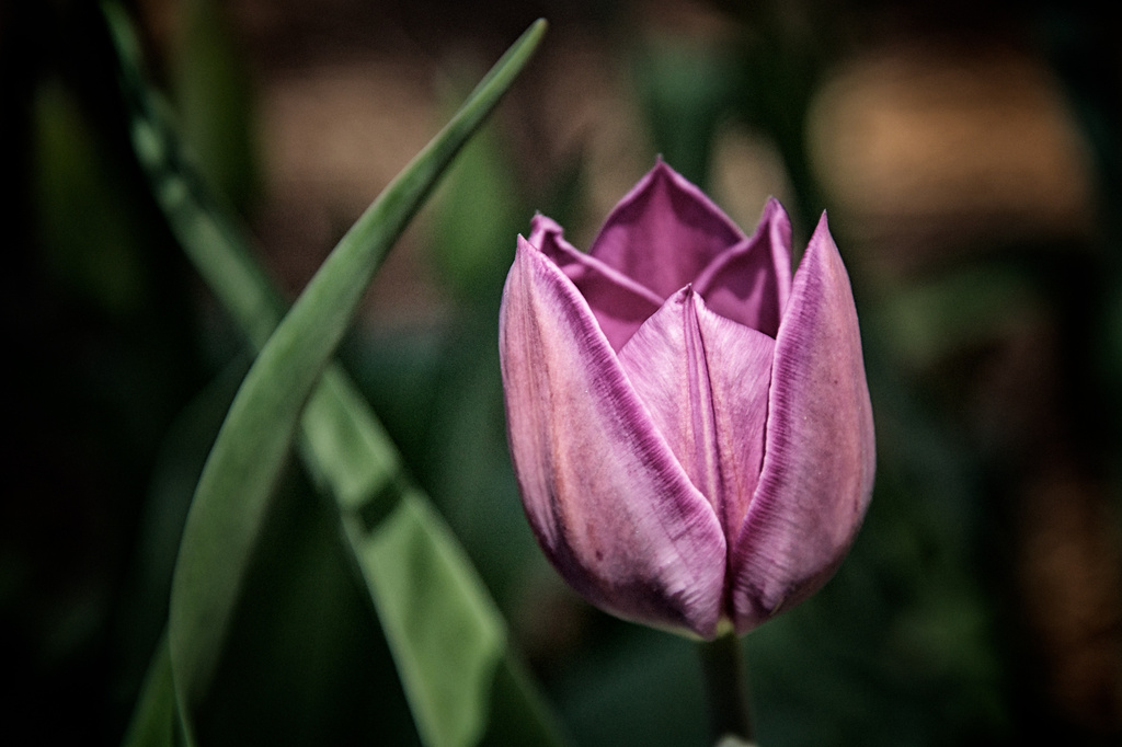 Tulip in Someone Else's Garden by taffy