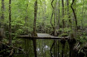 1st May 2013 - Four Holes Swamp, South Carolina