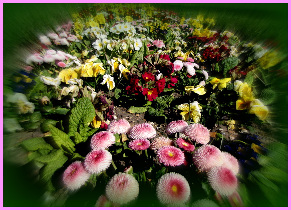 Flower bed by busylady