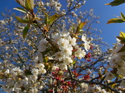 1st May 2013 - Blossoms