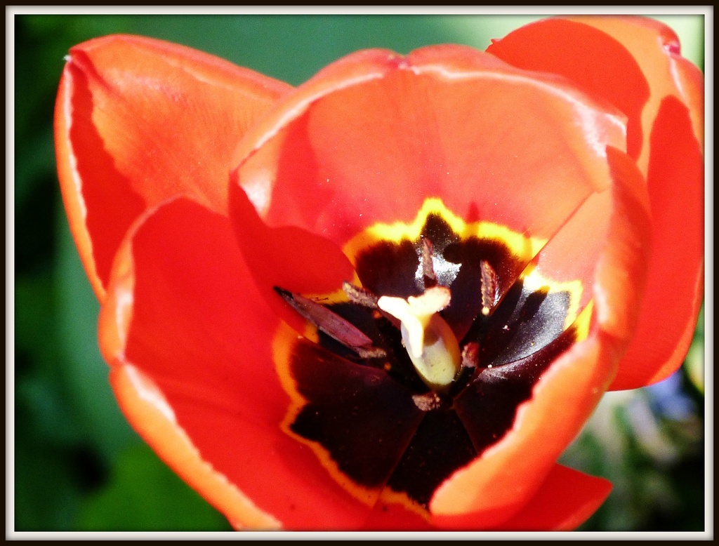 Tulip by rosiekind