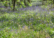 2nd May 2013 - Bluebells in a Devon wood