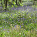 Bluebells in a Devon wood by g3xbm