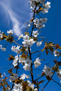2nd May 2013 - blossom