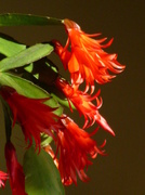 2nd May 2013 - Easter Cactus