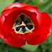 Tulip - 02-5 by barrowlane