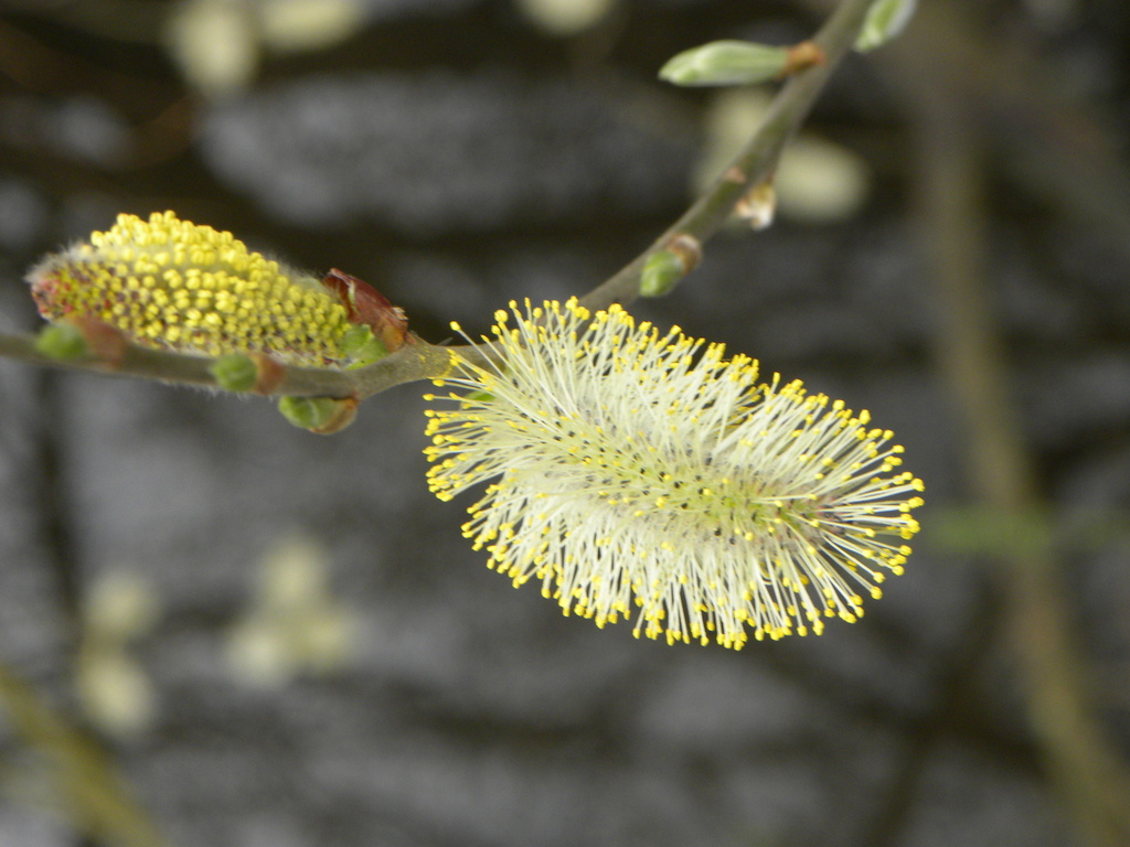 Bottlebrush? by oldjosh