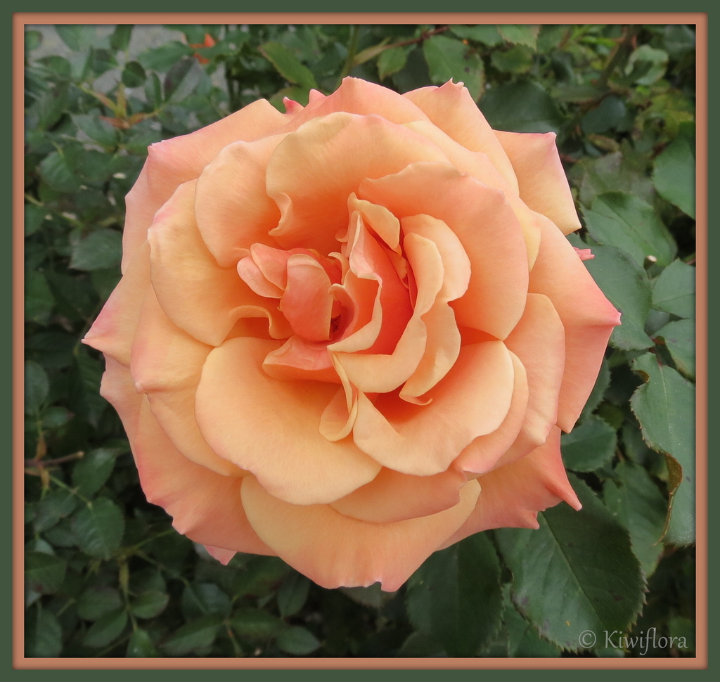 Orange Rose by kiwiflora