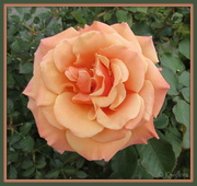 3rd May 2013 - Orange Rose