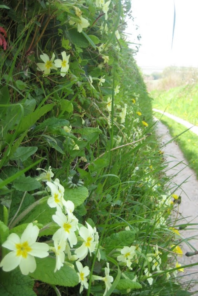 Masses of primroses on the high banks in Devon by foxes37