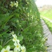 Masses of primroses on the high banks in Devon by foxes37