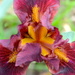 Iris by kathyladley