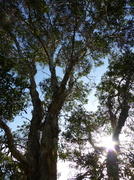 29th Apr 2013 - Tree