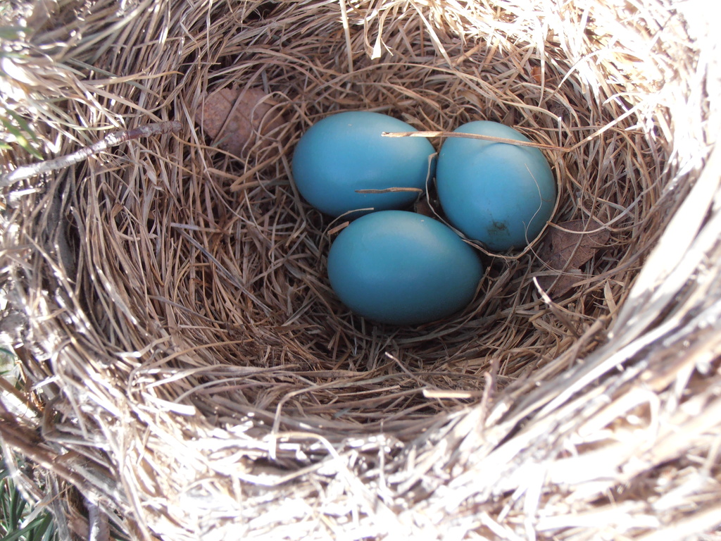 Robin Egg Blue by julie
