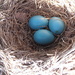 Robin Egg Blue by julie