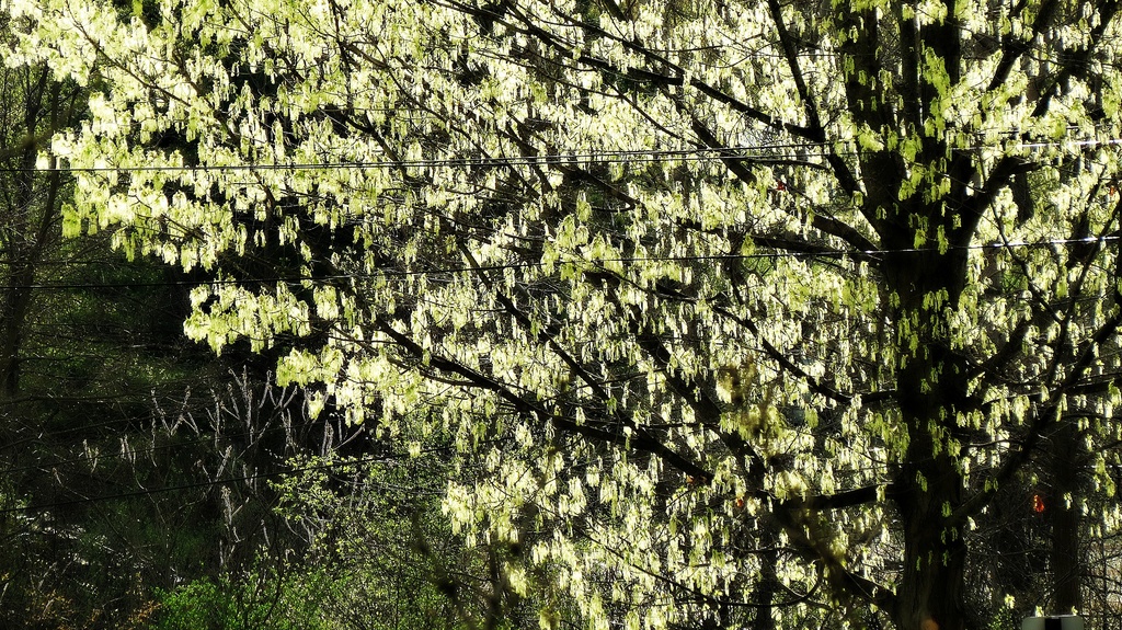 Spring Chandelier  by juliedduncan