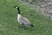 2nd May 2013 - Canada Goose